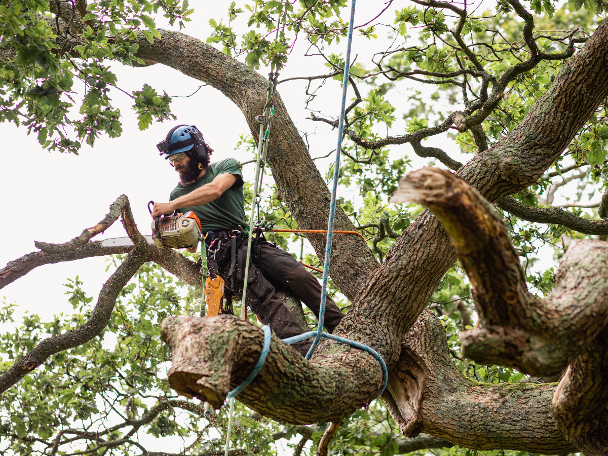 man climbing a tree to remove